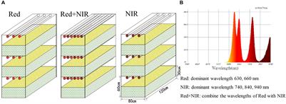 Aerobic Anoxygenic Phototrophic Bacteria Promote the Development of Biological Soil Crusts